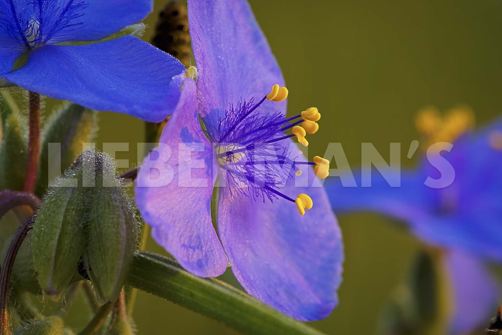 Gorden Flower Blue blue and purple flower blooms print by gordon Gorden Flower Blue blue and purple flower blooms print by gordon